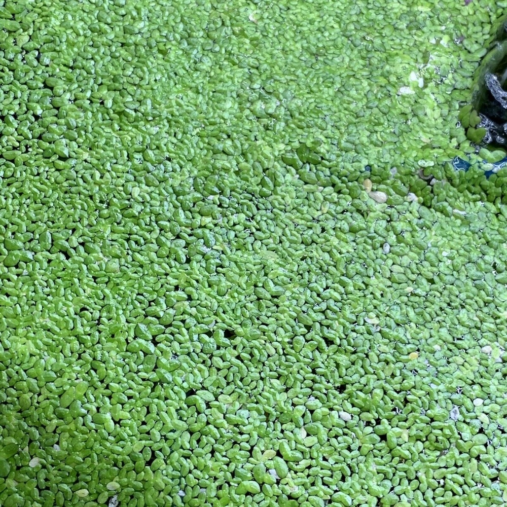 1 Pound of Duckweed Aquarium Pond Plants